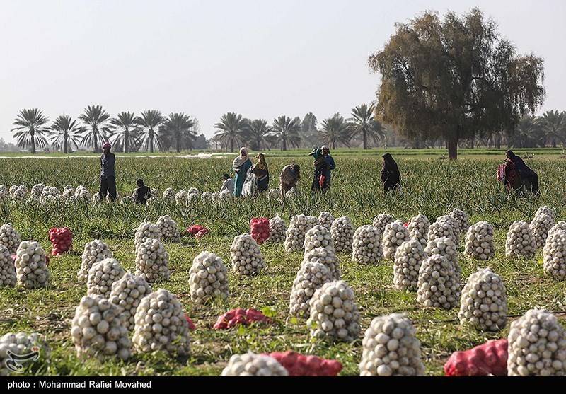 اختصاصی| تعرفه ۱۰۰درصدی صادرات پیاز برداشته شد