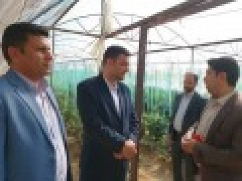 تحقق خود كفایی در تولید بذر هیبرید فلفل گلخانه ای در جنوب كرمان