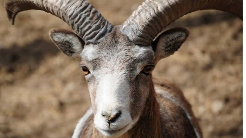 دستگیری شکارچی یک راس قوچ وحشی در جیرفت