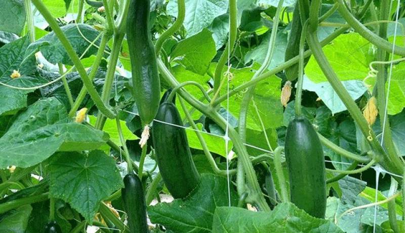 فواید خیار برای سلامتی/ چه کسانی باید از خوردن آن پرهیز کنند؟