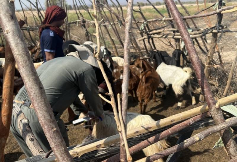 اجرای عملیات مایه کوبی علیه بیماری های دامی در جیرفت