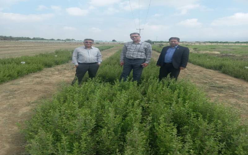 بازدید مشاور وزیر و مجری طرح گیاهان دارویی از برنامه‌های تحقیقاتی حنا در جنوب كرمان