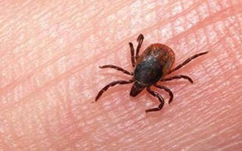 با مسئول اداره بهداشت و مدیریت بیماری های دامی اداره کل دامپزشکی جنوب کرمان به بیماری خطرناک تب خونریزی دهنده کریمه کنگو می پردازیم