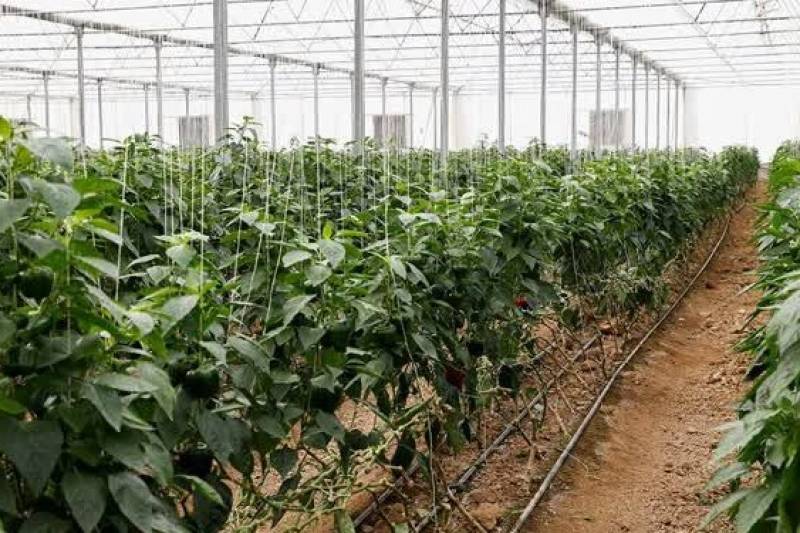 سه هزار هکتار از اراضی جنوب کرمان زیر کشت محصولات گلخانه‌ای قرار دارد