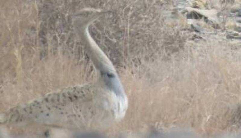 ثبت حضور گونه آهوبره در شهرستان عنبرآباد