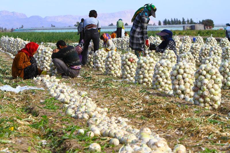 اختیار قطع برق به استانداران واگذار شود / لزوم حل مشکلات کشاورزان جنوب کرمان