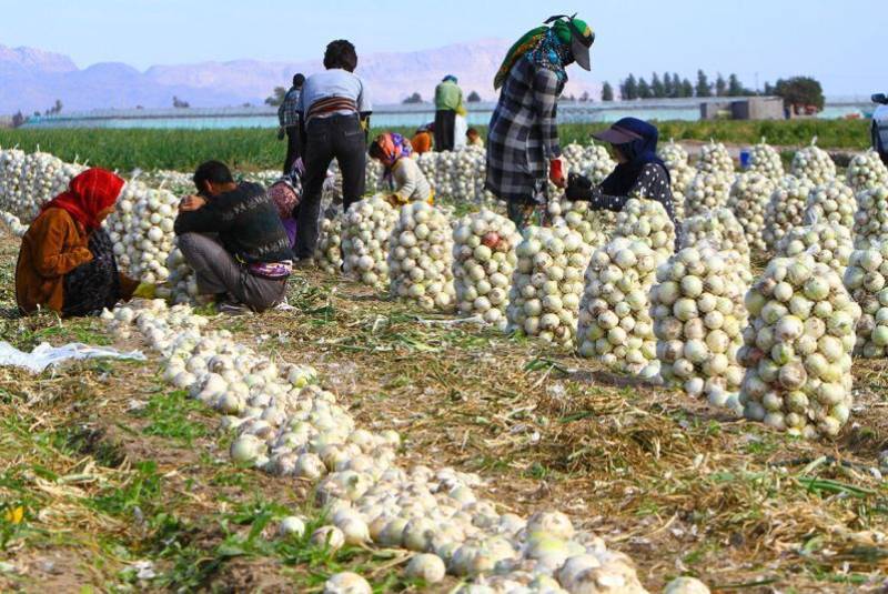 خرید تضمینی پیاز از کشاورزان جنوب استان کرمان از شنبه آغاز می شود