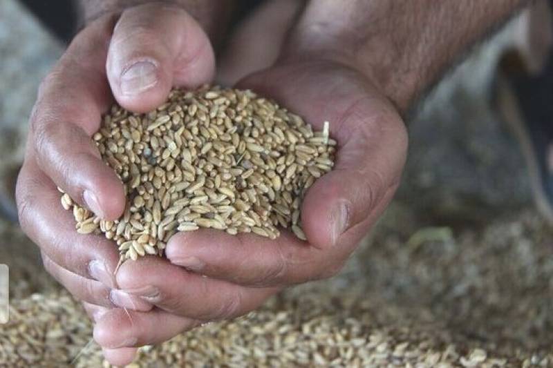 ۹۵ هزار تن گندم در جنوب کرمان خرید تضمینی شد
