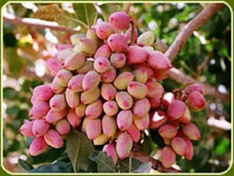 برگزاری روز مزرعه پسته در جنوب کرمان