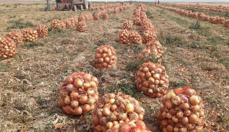 آغاز پرداخت مرحله پنجم مطالبات پیازکاران از اوایل هفته آینده