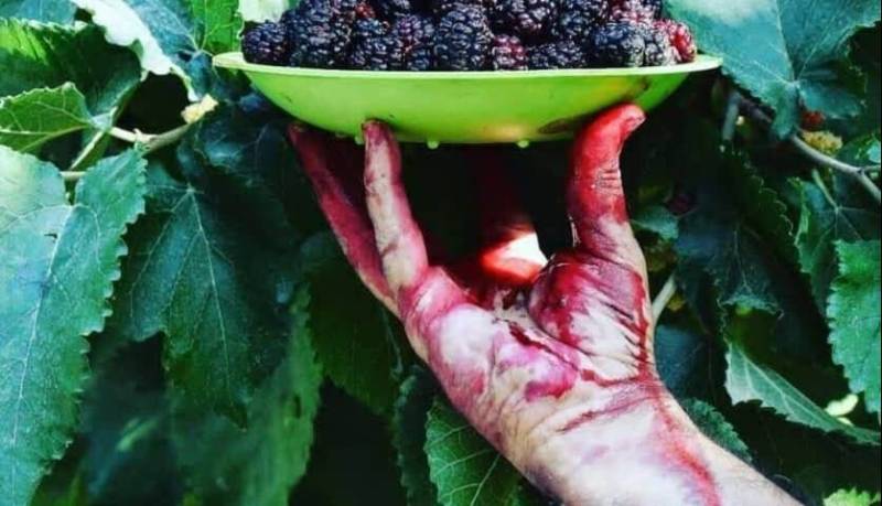 این میوه تابستانه خاصیت ضد سرطان دارد