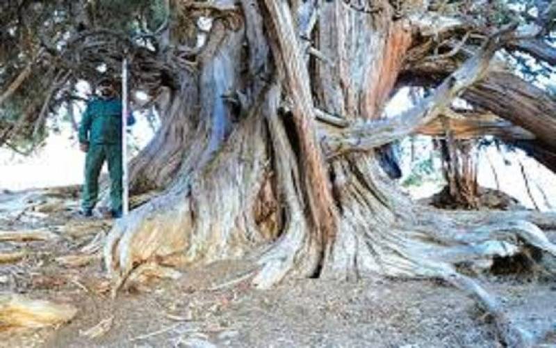این درخت کهن‌ترین زن ایران است/ عکس