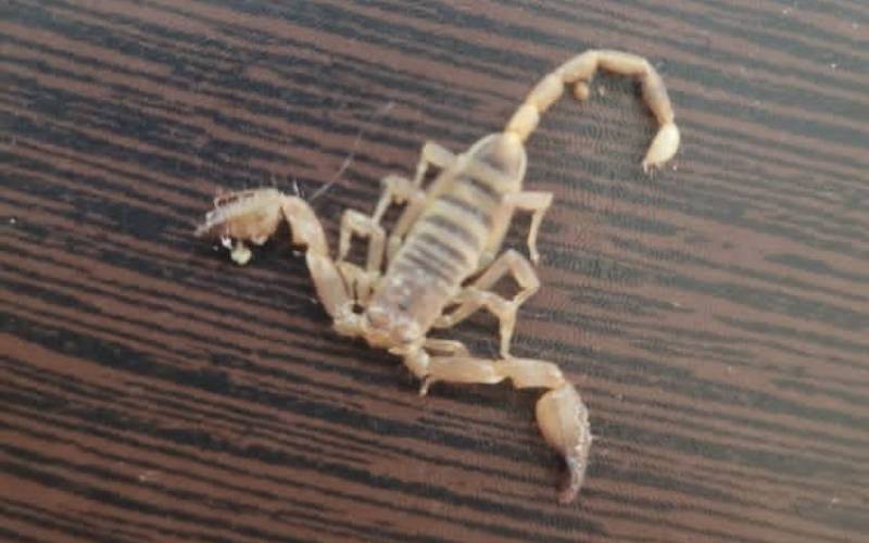 نیش گادیوم دختر رمشکی را راهی آی سی یو کرد