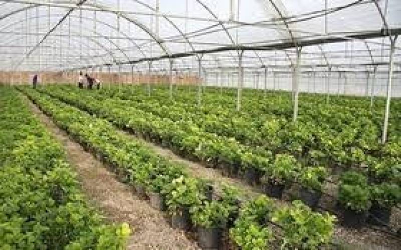 افتتاح و بهره برداری از ۵۰ پروژه کشاورزی در جنوب کرمان