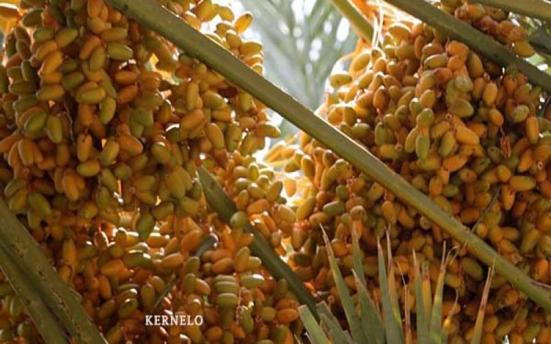 آغاز برداشت خرمای زودرس از نخلستان‌های جنوب کرمان